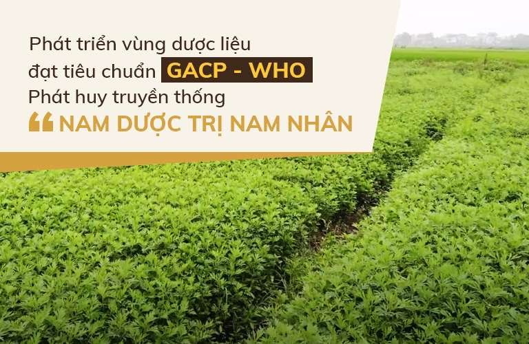 Vườn dược liệu hữu cơ, đáp ứng tiêu chuẩn GACP - WHO của nhà thuốc Đỗ Minh Đường